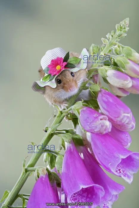 : Harvest Mouse, on foxglove wearing sun hat 007620 : Harvest Mouse, on foxglove wearing sun hat 007620