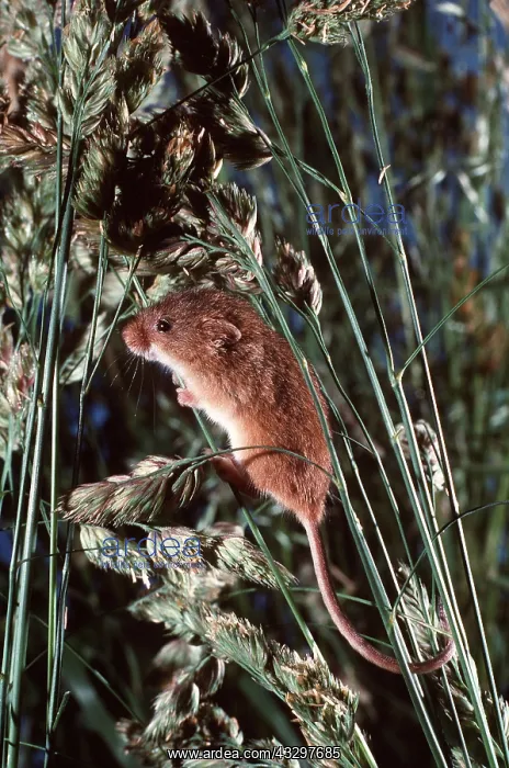 : HARVEST MOUSE - in grass : HARVEST MOUSE - in grass