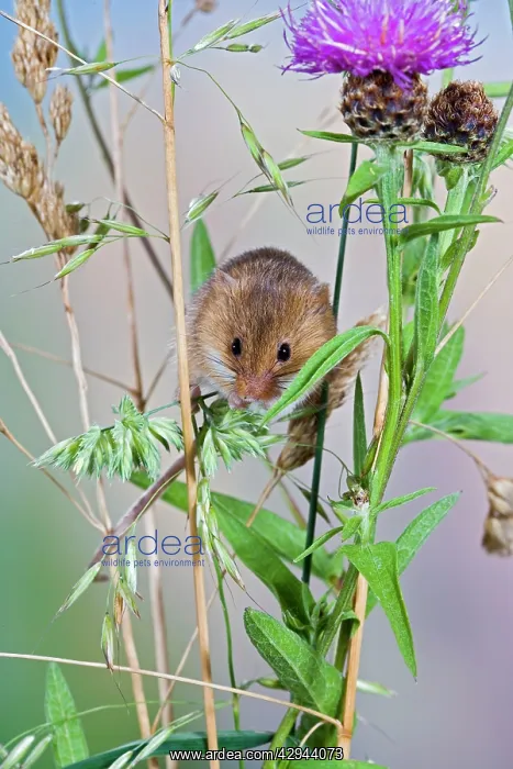 : Harvest mouse - in grasses : Harvest mouse - in grasses