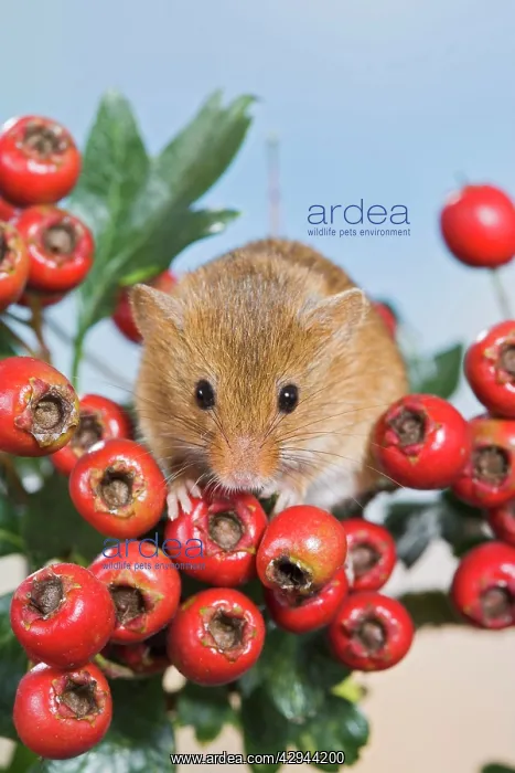 : Harvest mouse - in hawthorn berries : Harvest mouse - in hawthorn berries