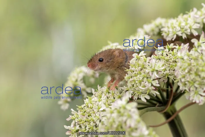 : Harvest Mouse - on Hogweed Flower - Devon - UK : Harvest Mouse - on Hogweed Flower - Devon - UK