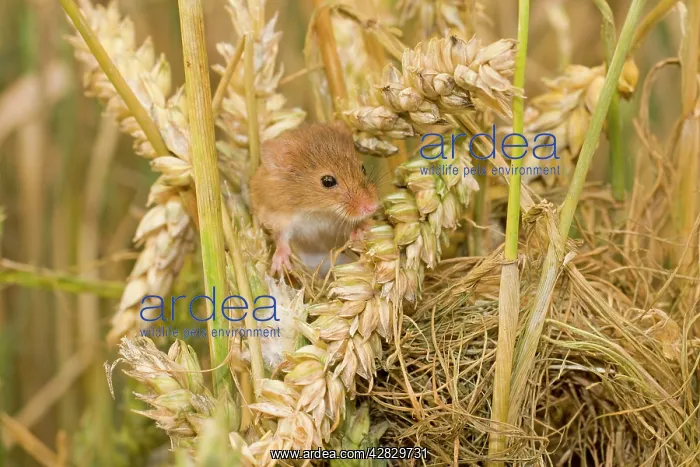 : Harvest Mouse - juvenile on top of nest : Harvest Mouse - juvenile on top of nest
