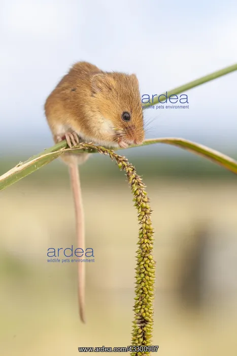 : Harvest mouse (Micromys minutus) balancing on a : Harvest mouse (Micromys minutus) balancing on a