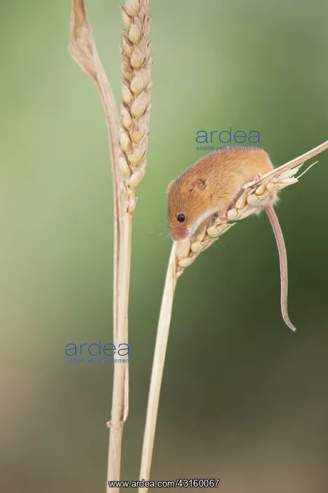 : Wheat. Harvest Mouse (Micromys minutus) climbing on Wheat (Triticum sp.) ear : Wheat. Harvest Mouse (Micromys minutus) climbing on Wheat (Triticum sp.) ear