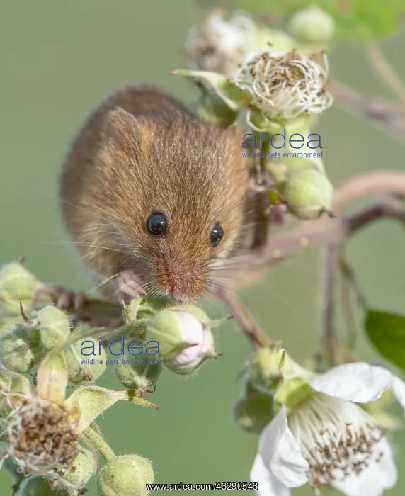 : Harvest mouse (Micromys minutus) feeding on Bra : Harvest mouse (Micromys minutus) feeding on Bra