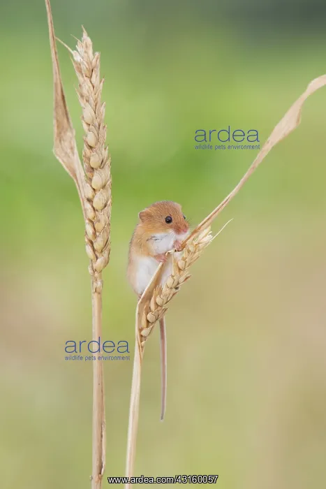 : Wheat. Harvest Mouse (Micromys minutus) sitting on Wheat (Triticum sp.) ear : Wheat. Harvest Mouse (Micromys minutus) sitting on Wheat (Triticum sp.) ear