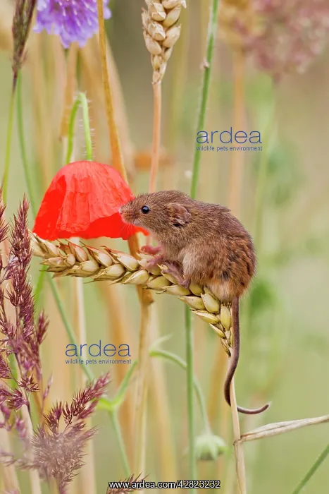 : Harvest Mouse - in mixed meadow : Harvest Mouse - in mixed meadow