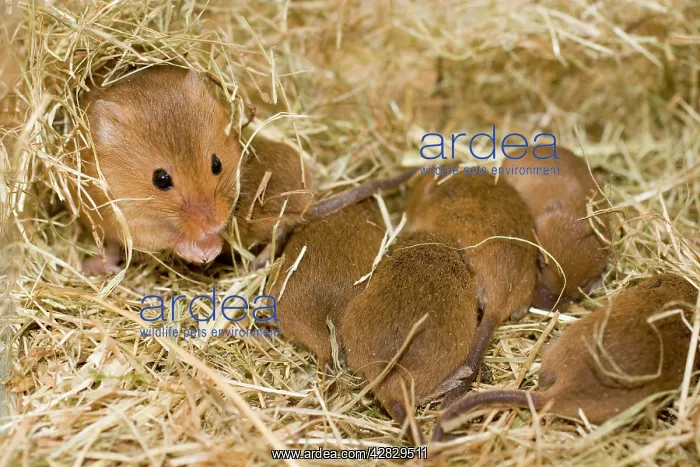 : Harvest Mouse - mother with 7 day old mice - in nest : Harvest Mouse - mother with 7 day old mice - in nest