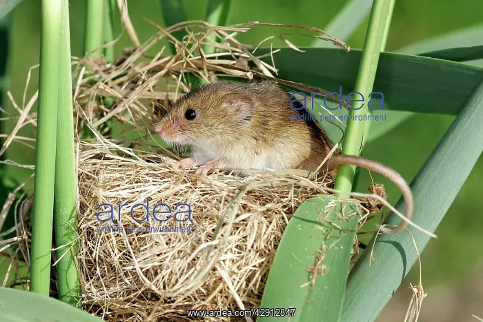 : Harvest Mouse - at nest : Harvest Mouse - at nest
