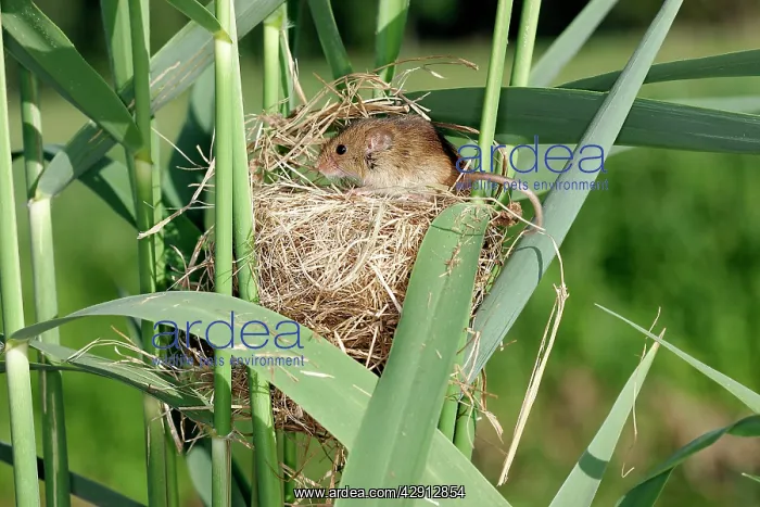 : Harvest Mouse - at nest : Harvest Mouse - at nest