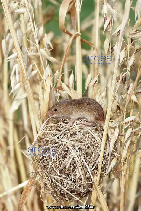 : Harvest Mouse - at nest in oats : Harvest Mouse - at nest in oats