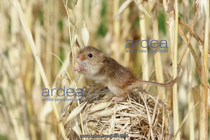 : Harvest Mouse - at nest in oats : Harvest Mouse - at nest in oats