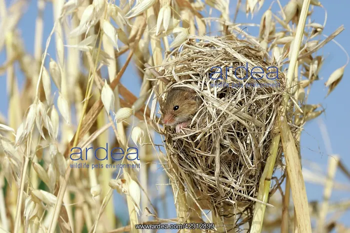 : Harvest Mouse - at nest in oats : Harvest Mouse - at nest in oats