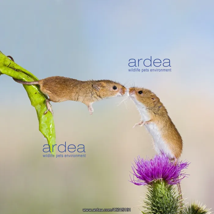 : Harvest mouse pair kissing : Harvest mouse pair kissing
