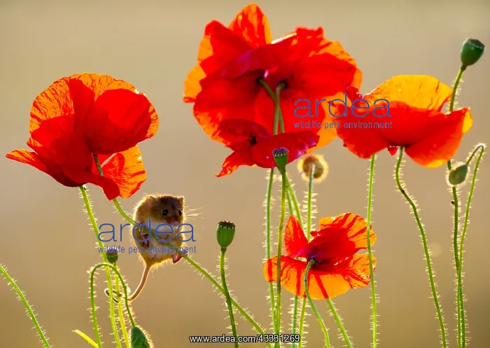 : Harvest Mouse amongst poppies in summer - GB Harvest : Harvest Mouse amongst poppies in summer - GB Harvest