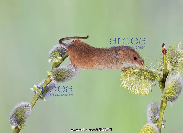: Harvest Mouse - on pussy willow : Harvest Mouse - on pussy willow