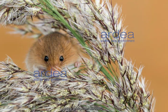 : Harvest Mouse - on Reeds : Harvest Mouse - on Reeds