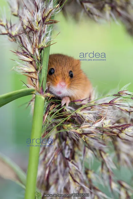 : Harvest Mouse - on Reeds : Harvest Mouse - on Reeds