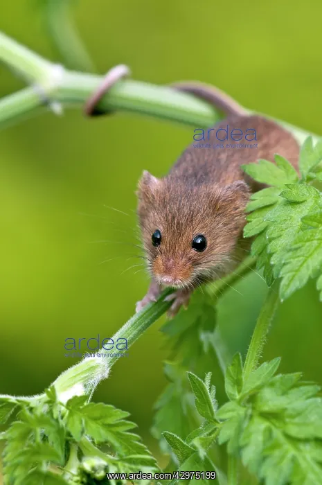 : Harvest mouse - showing use of prehensile tail : Harvest mouse - showing use of prehensile tail