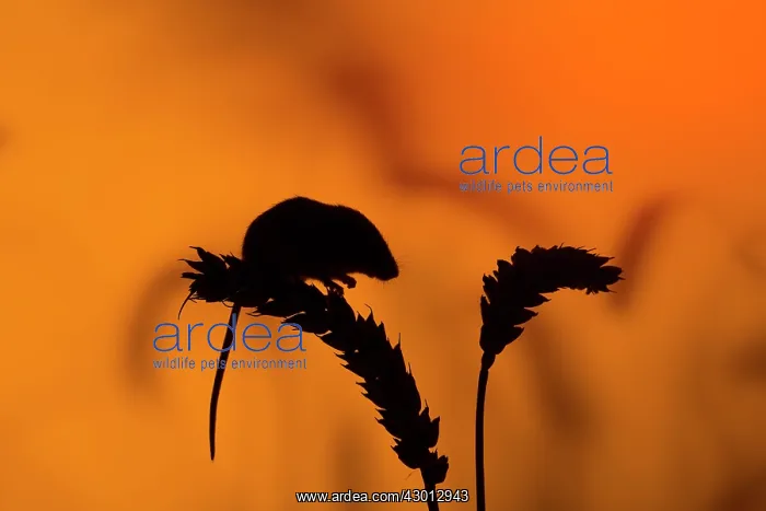  : Harvest Mouse silhouette on wheat ear at sunset