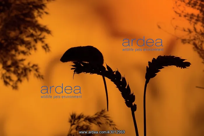  : Harvest Mouse silhouette on wheat ear at sunset