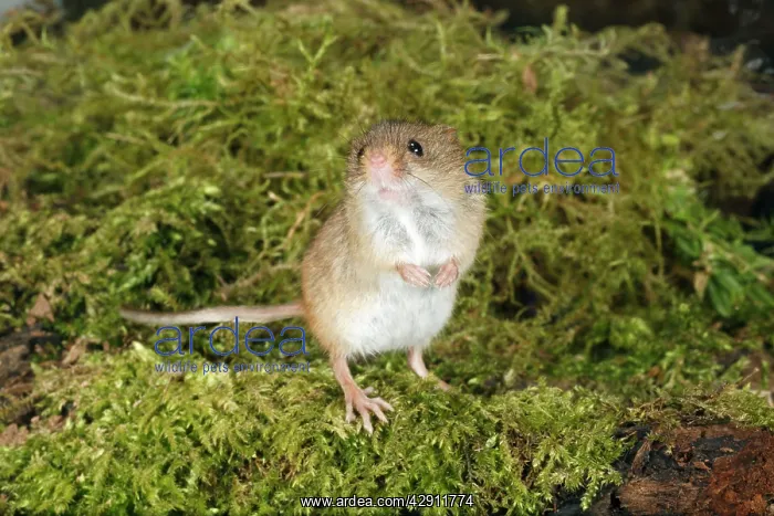 : Harvest Mouse - standing on back legs, alert : Harvest Mouse - standing on back legs, alert