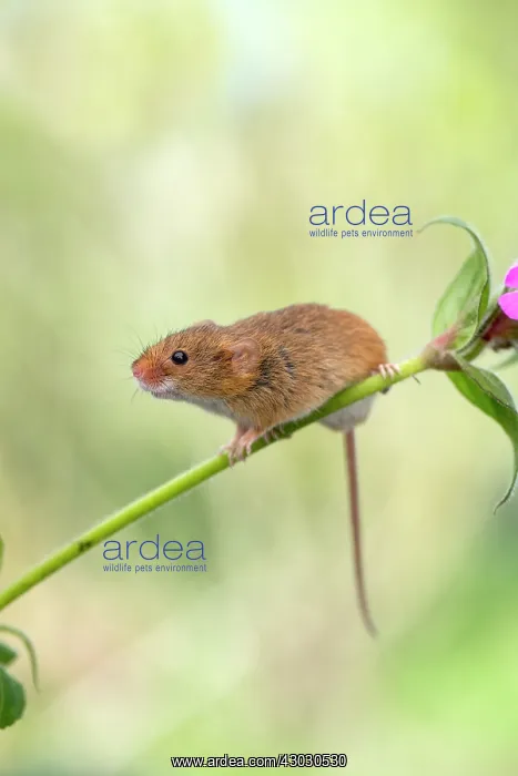  : Harvest Mouse on Stem - Devon - UK