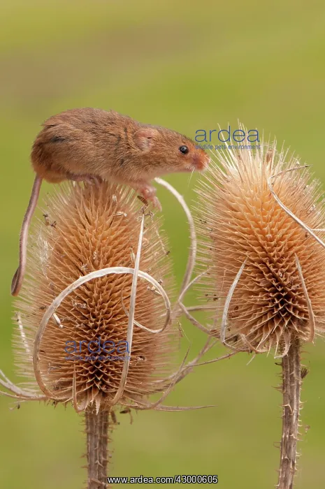 : Harvest Mouse. on teasel head - controlled conditions : Harvest Mouse. on teasel head - controlled conditions