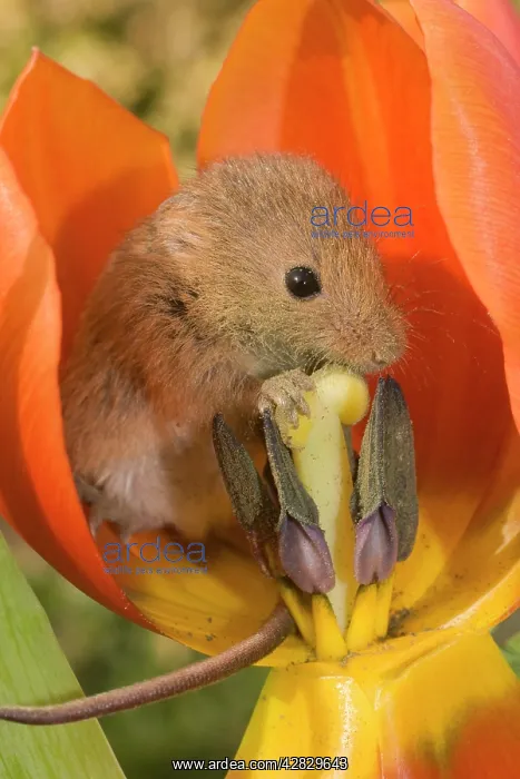 : Harvest Mouse - in Tulip flower : Harvest Mouse - in Tulip flower