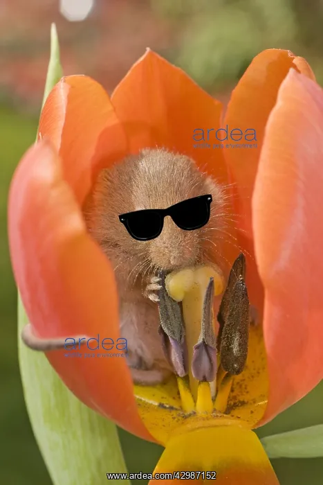 : Harvest Mouse, in Tulip flower wearing sunglasses : Harvest Mouse, in Tulip flower wearing sunglasses