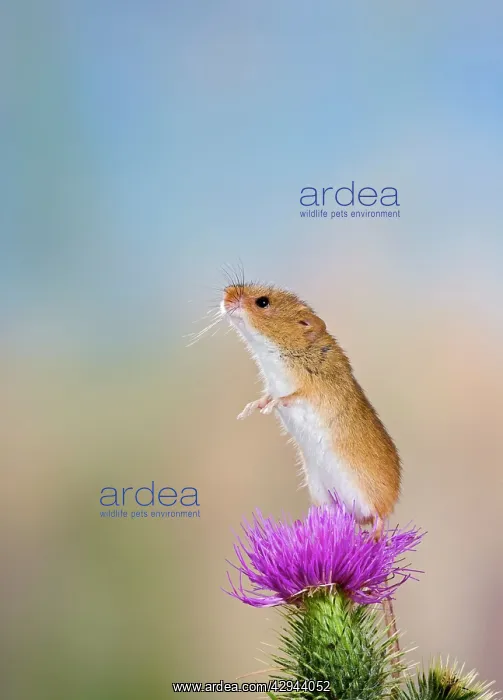 : Harvest mouse - upright on thistle : Harvest mouse - upright on thistle