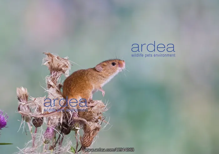 : Harvest mouse - upright on thistle : Harvest mouse - upright on thistle