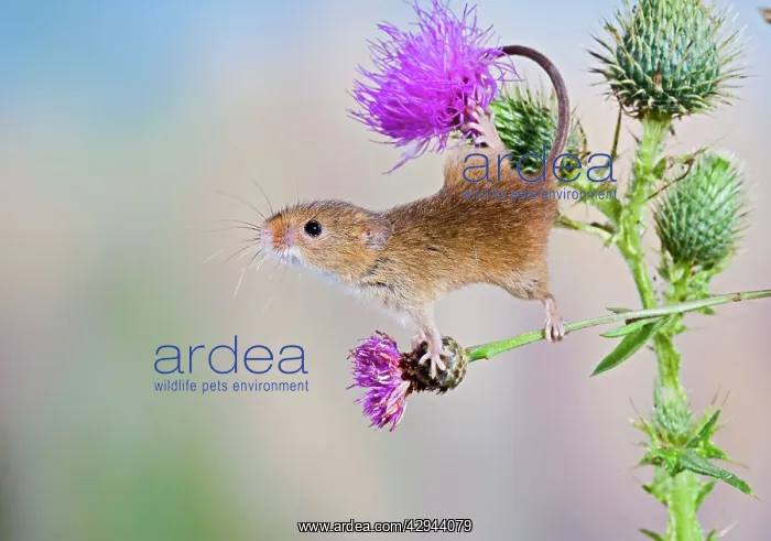 : Harvest mouse - upright on thistle using tail to grip : Harvest mouse - upright on thistle using tail to grip