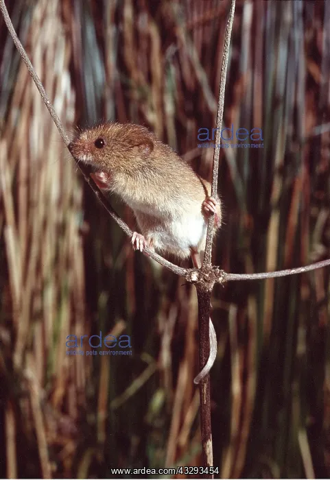 : HARVEST MOUSE - using tail to aid balance : HARVEST MOUSE - using tail to aid balance