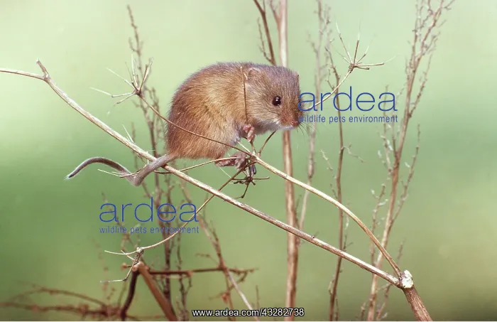 : HARVEST MOUSE - using tail to balance in foliage : HARVEST MOUSE - using tail to balance in foliage