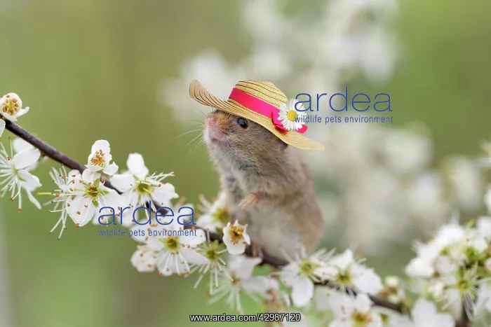 : Harvest Mouse, wearing straw hat : Harvest Mouse, wearing straw hat