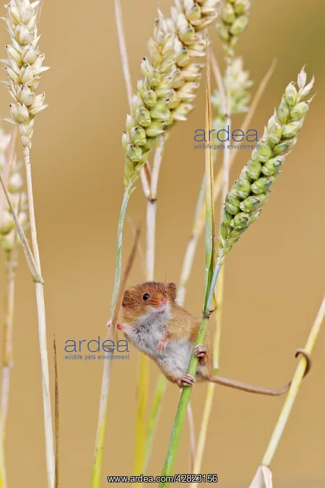 : Harvest Mouse - in wheat : Harvest Mouse - in wheat