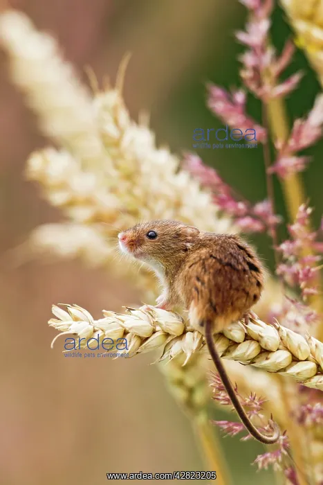 : Harvest Mouse - in wheat : Harvest Mouse - in wheat