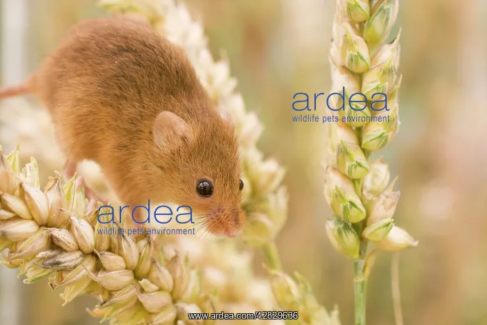 : Harvest Mouse on wheat : Harvest Mouse on wheat