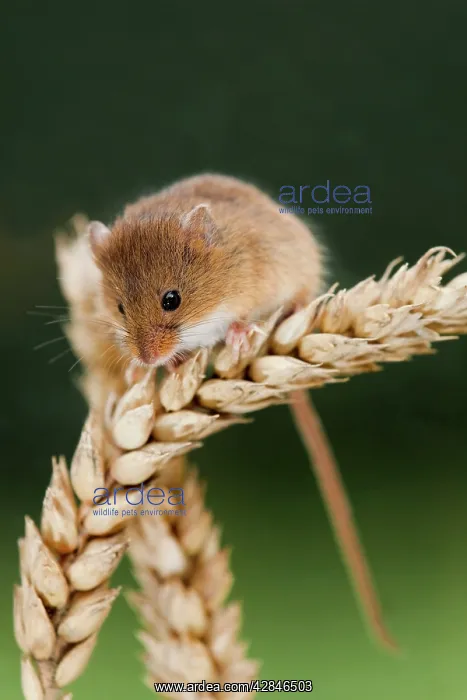 : Harvest Mouse - on wheat : Harvest Mouse - on wheat