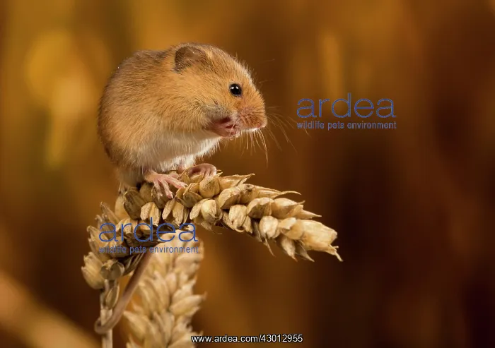  : Harvest Mouse on wheat ear