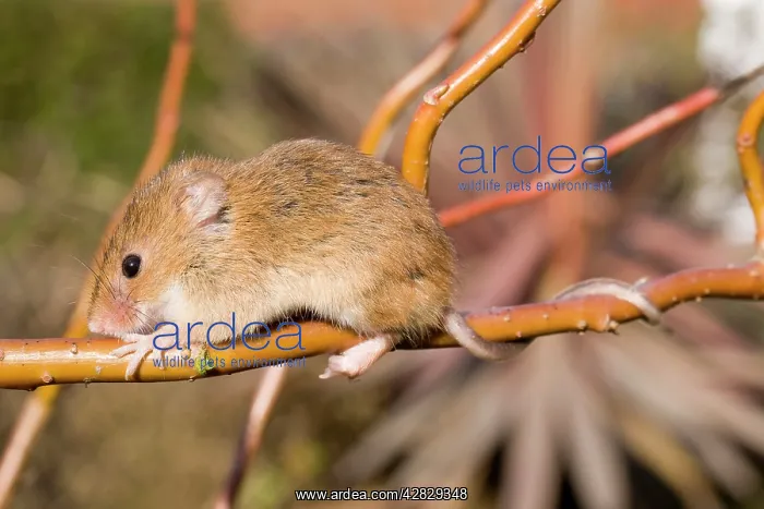 : Harvest Mouse - on willow stem - showing use of : Harvest Mouse - on willow stem - showing use of