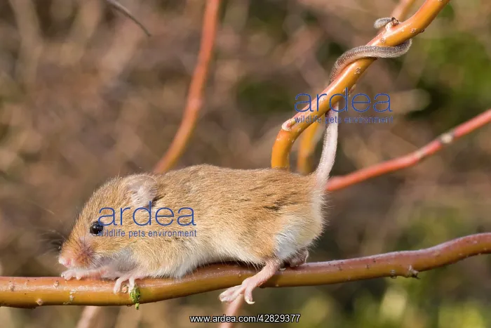 : Harvest Mouse - on willow stem - showing use of : Harvest Mouse - on willow stem - showing use of