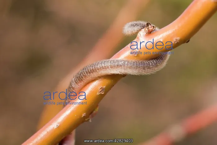 : Harvest Mouse - on willow stem - showing use of : Harvest Mouse - on willow stem - showing use of