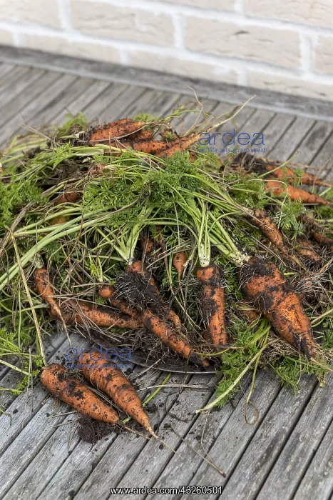 : Harvest of Nantaise carrots from an organic vegetable : Harvest of Nantaise carrots from an organic vegetable