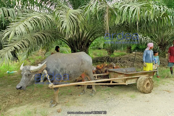 : Harvest of oilpalms - Trailer being carried by beast : Harvest of oilpalms - Trailer being carried by beast