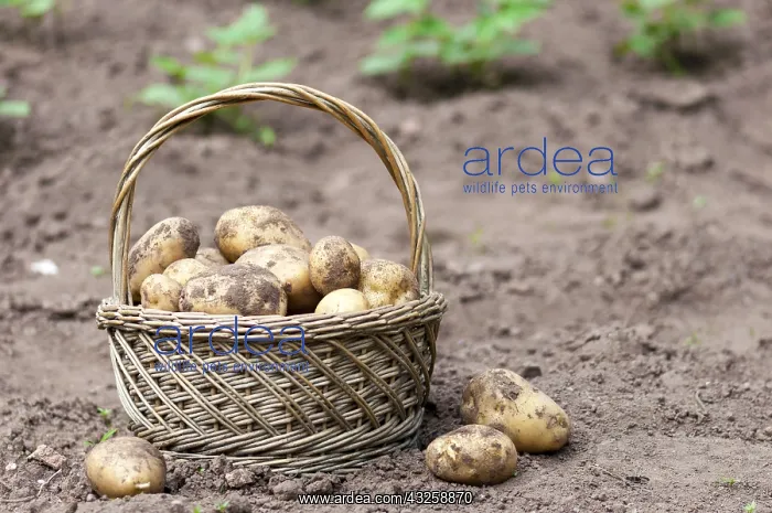 : Harvest of potatoes Agria in a kitchen garden : Harvest of potatoes Agria in a kitchen garden