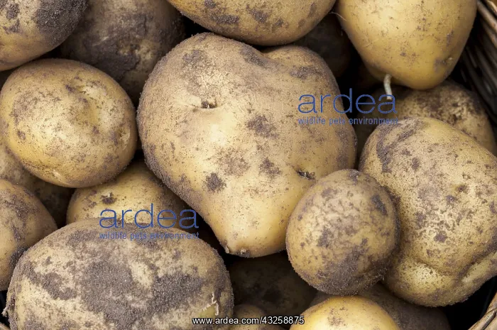 : Harvest of potatoes Agria in a kitchen garden : Harvest of potatoes Agria in a kitchen garden