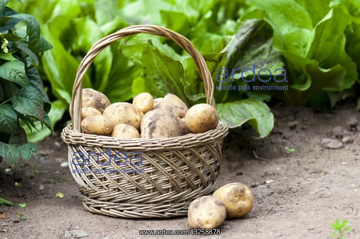 : Harvest of potatoes Agria in a kitchen garden : Harvest of potatoes Agria in a kitchen garden