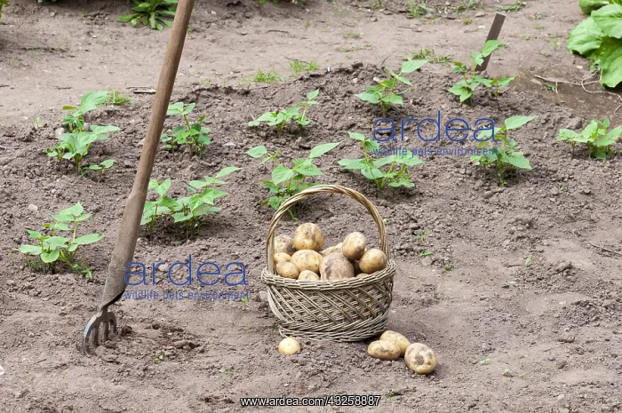 : Harvest of potatoes Agria in a kitchen garden : Harvest of potatoes Agria in a kitchen garden